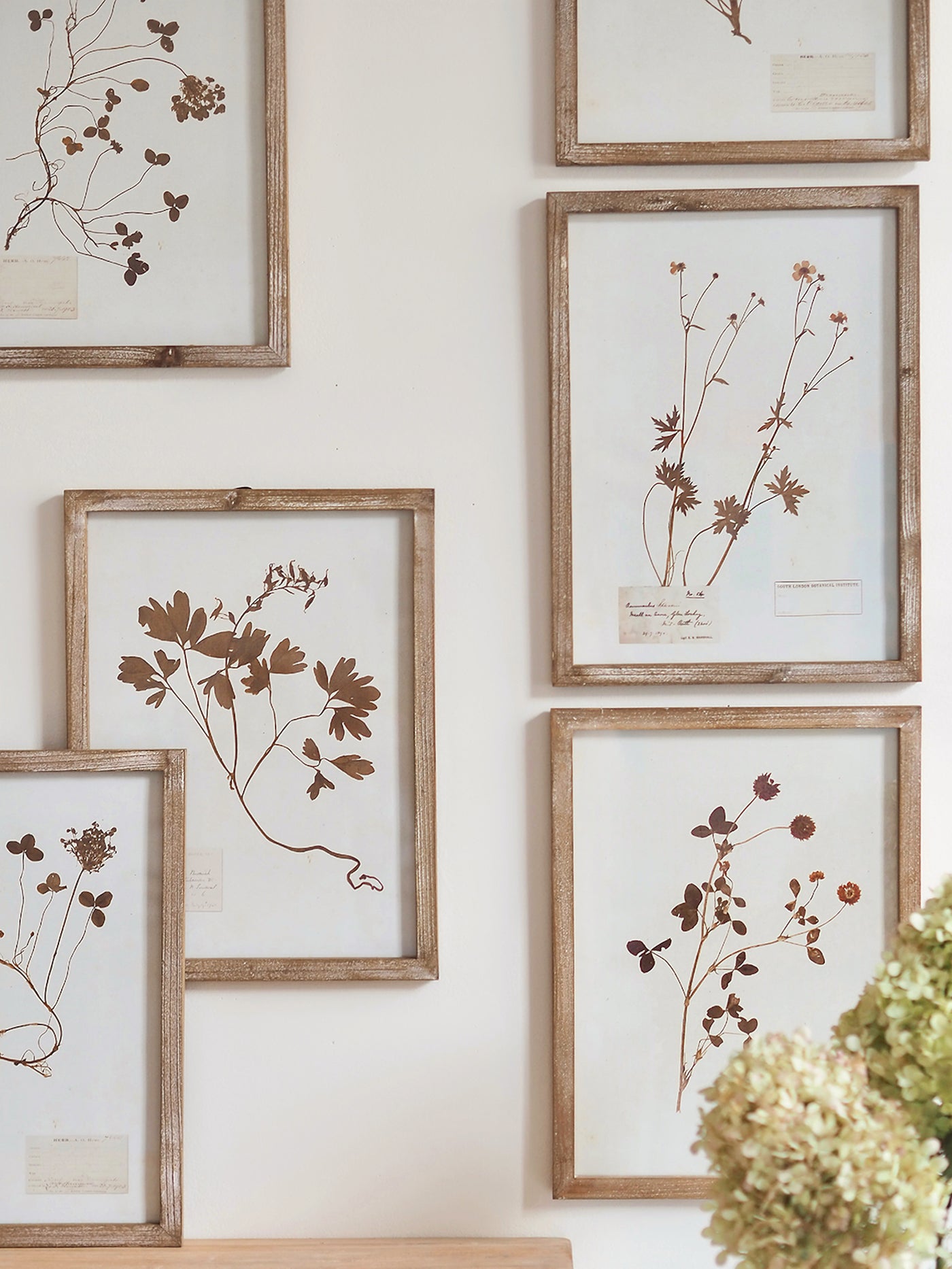 Pressed Foliage Framed Prints | 11.75" x 15.75"