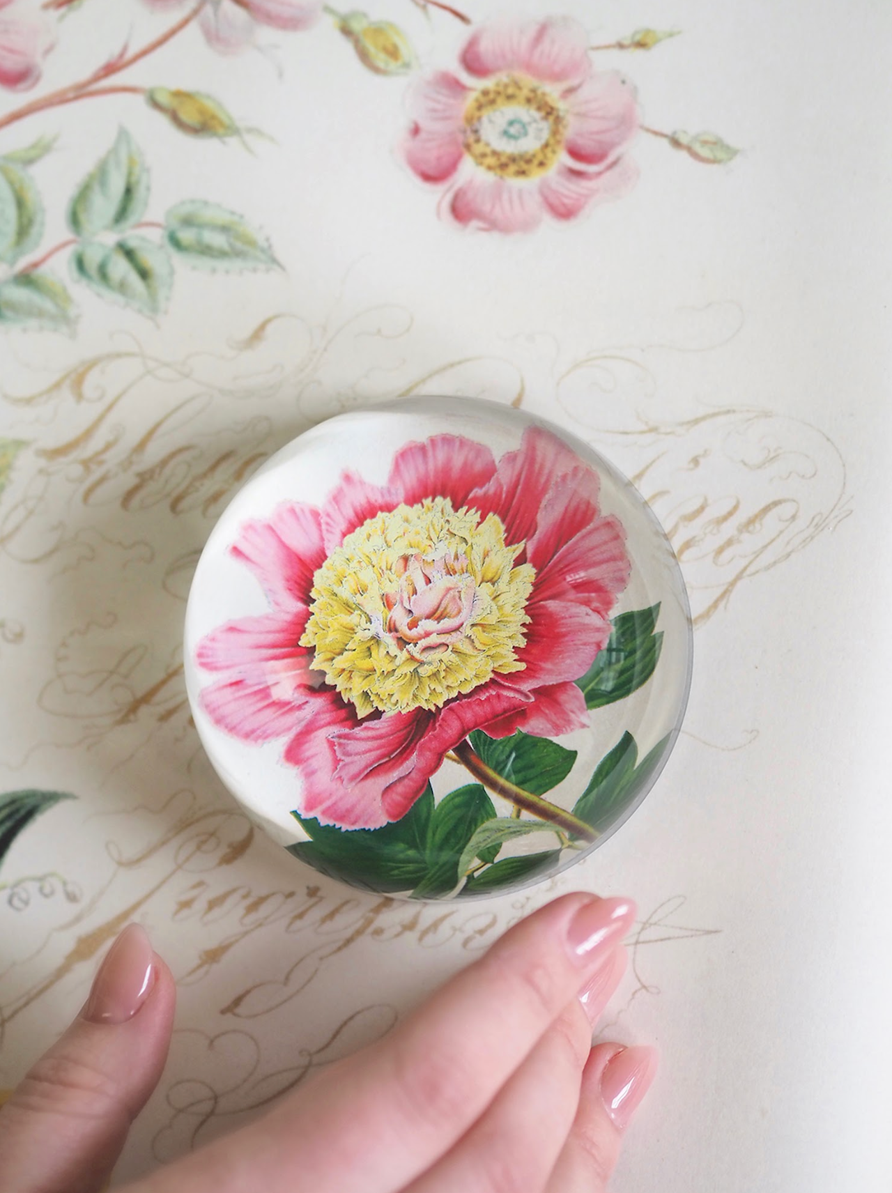 Peony Albifl Dome Paperweight