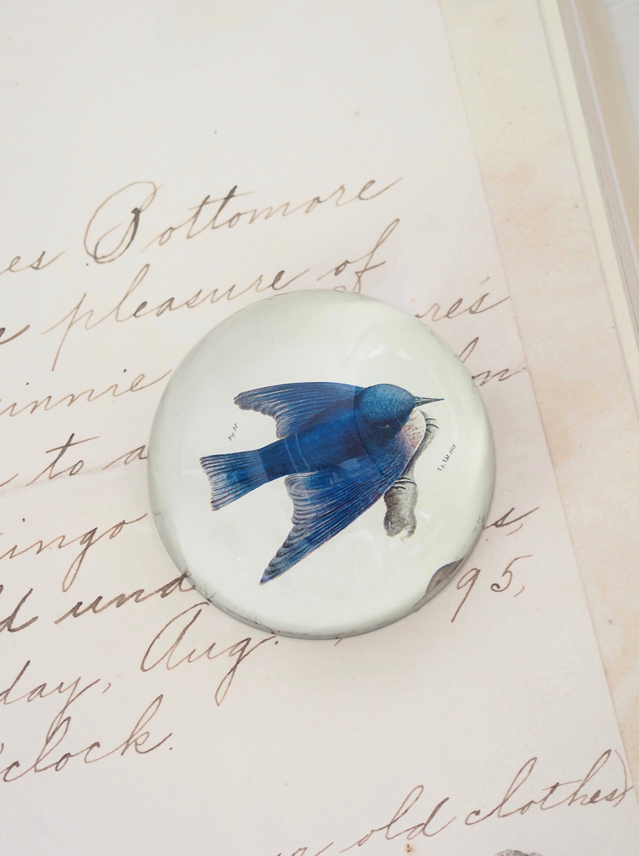 Pudgy (Bluebird) Dome Paperweight