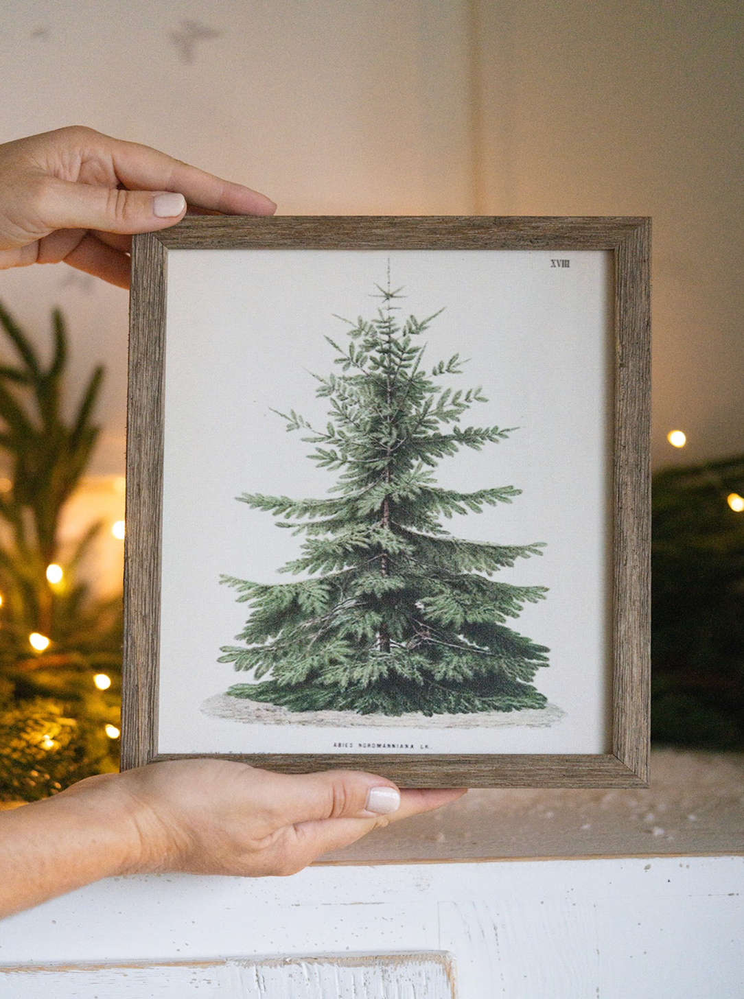 Holiday Pine Tree Canvas Print | 8x10