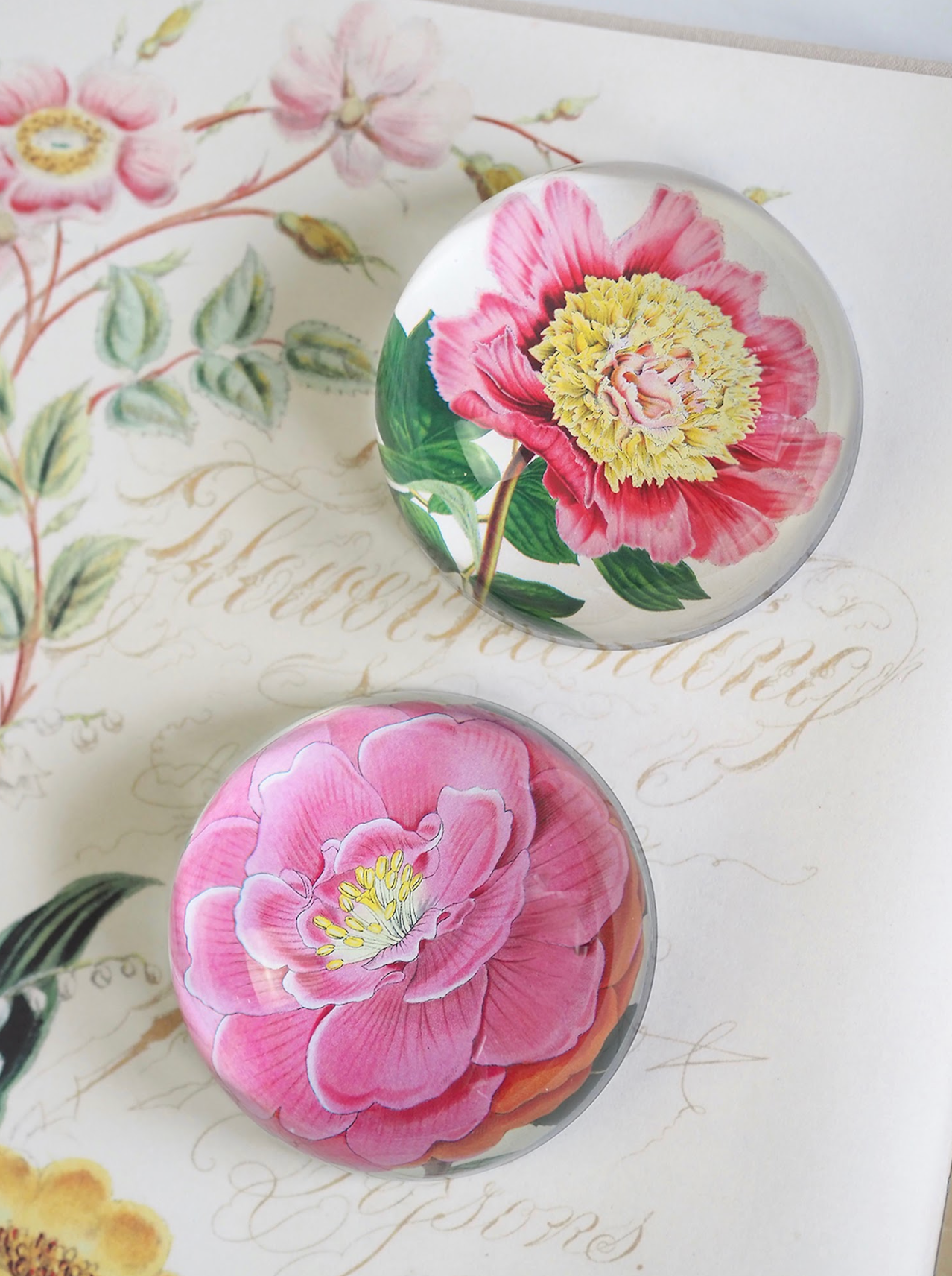 Peony Albifl Dome Paperweight