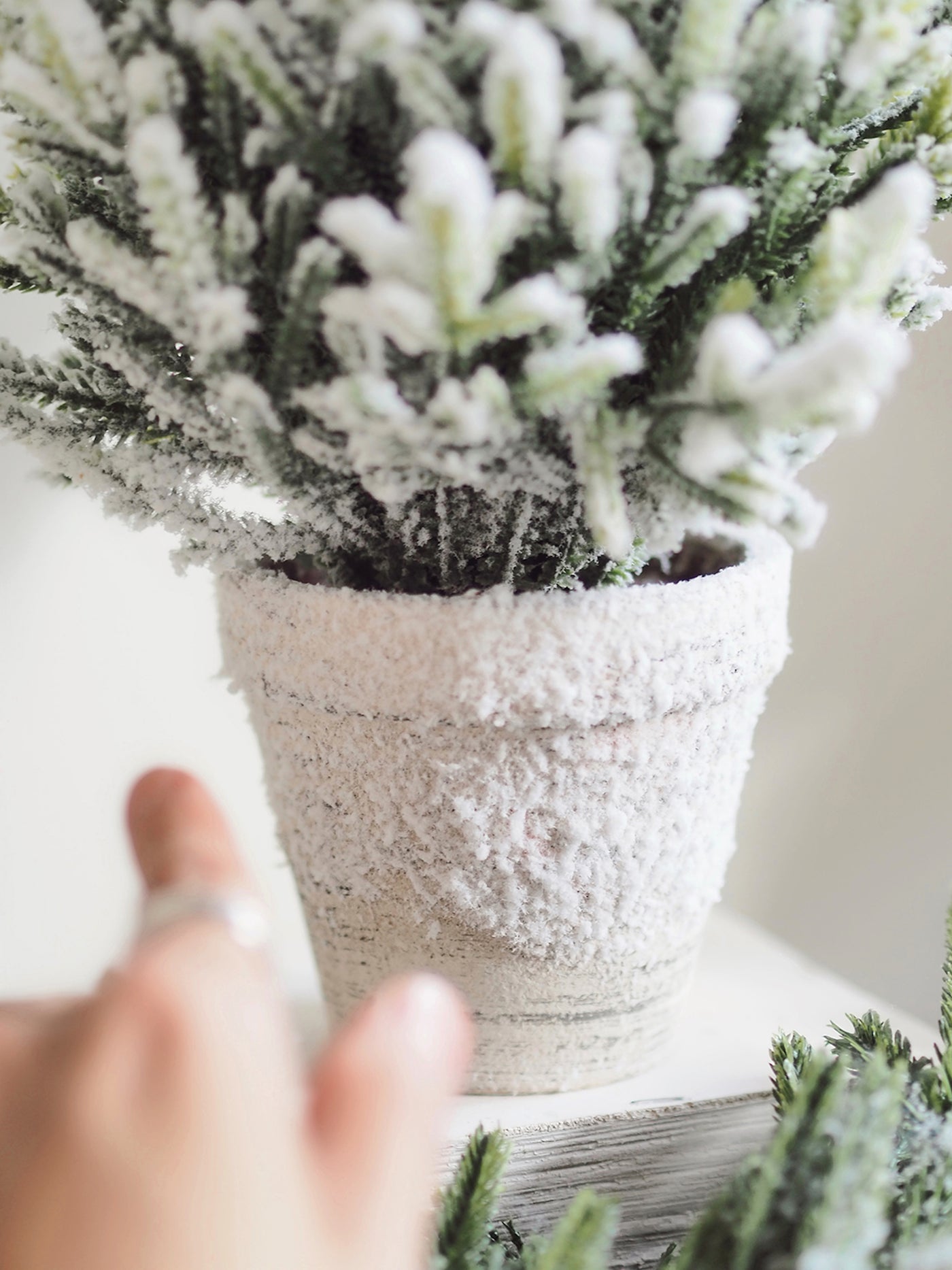 Snow Fern Tree