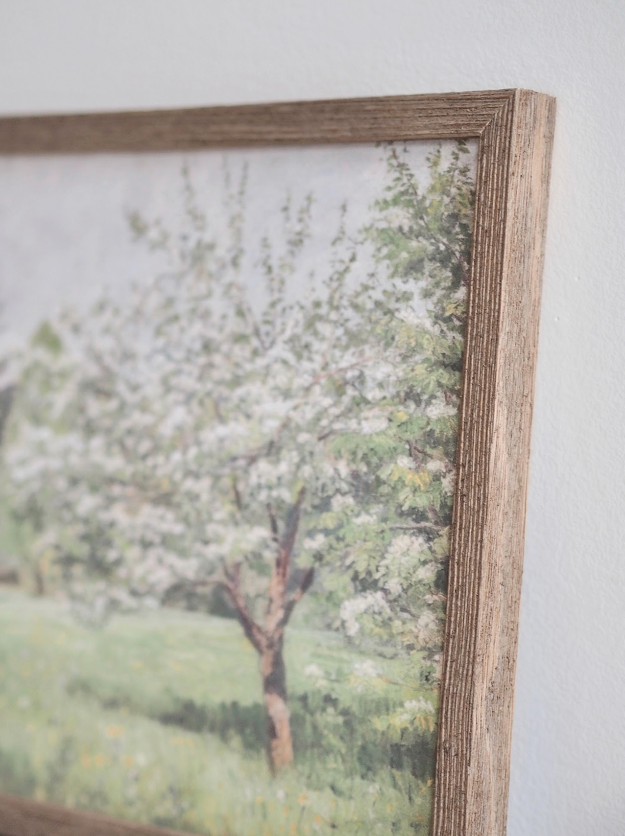 Cherry Blossom Trees Framed Canvas Print