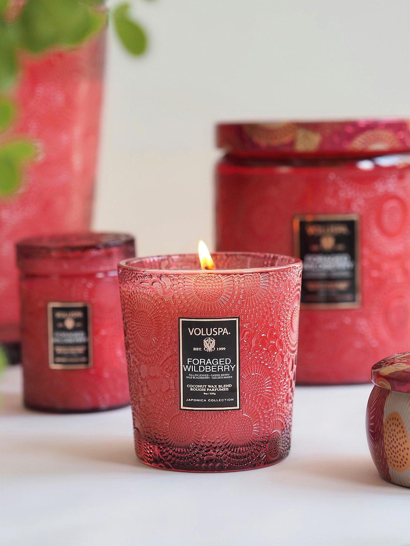 Foraged Wildberry Classic Boxed Candle