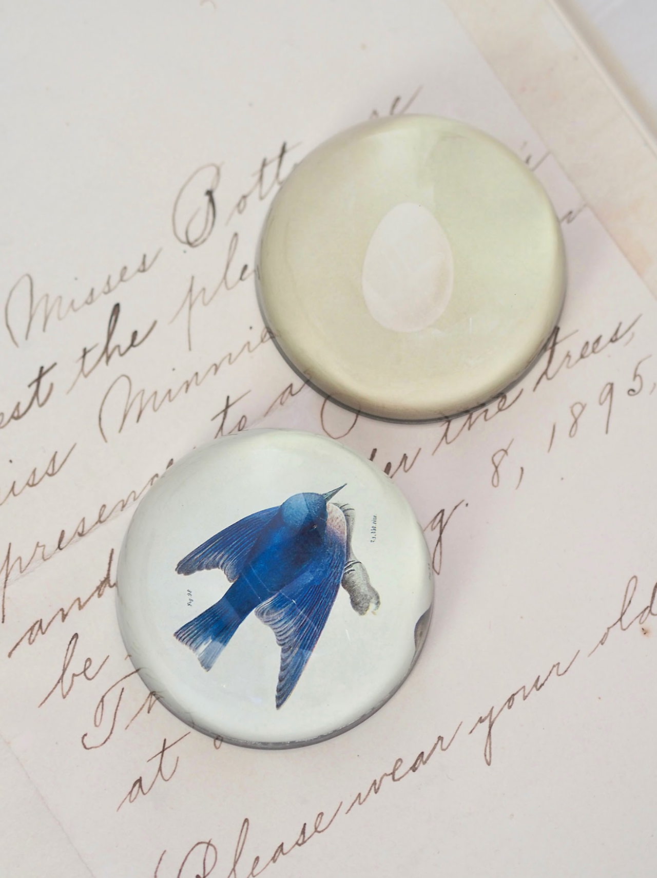 Pudgy (Bluebird) Dome Paperweight